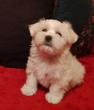 Bichon havanese