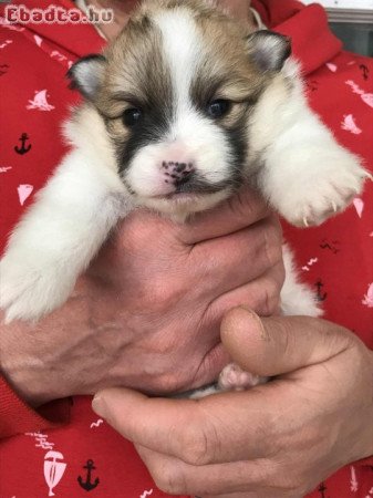 Foglalhatóak,tündéri Spicc, Spitz lány kutyusok!