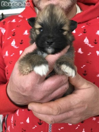 Eladók, foglalhatók Spicc, Spitz kiskutyák!