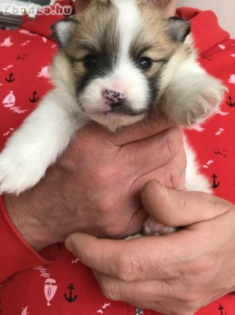 Eladók, foglalhatók Spicc, Spitz kiskutyák!