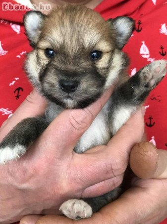 Eladók, foglalhatók Spicc, Spitz kiskutyák!