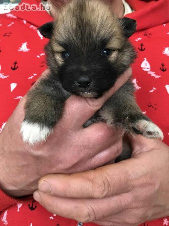 Eladók, foglalhatók Spicc, Spitz kiskutyák!