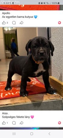 Cane Corso kutyus törzskönyves szülőktöl