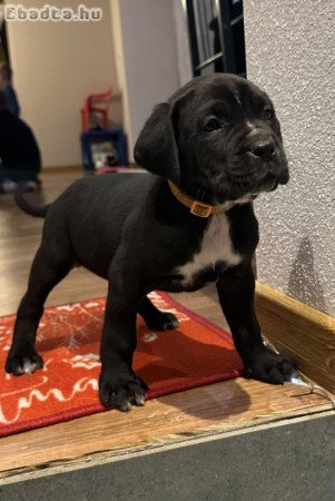 Cane Corso kutyus törzskönyves szülőktöl