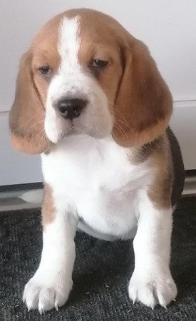 Beagle