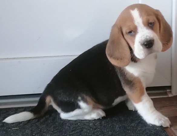Beagle