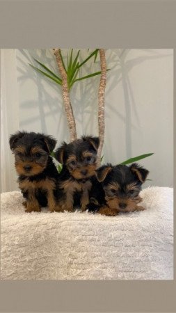 Yorkshire terrier