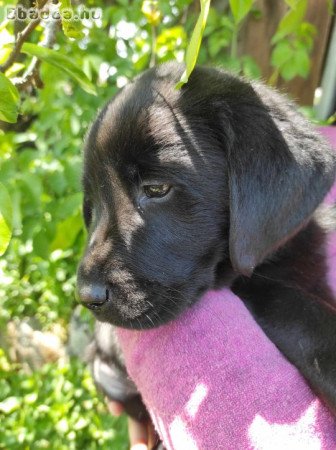 Labrador kiskutyák eladók