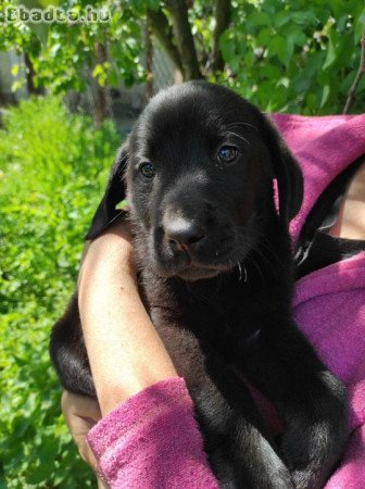 Labrador kiskutyák eladók