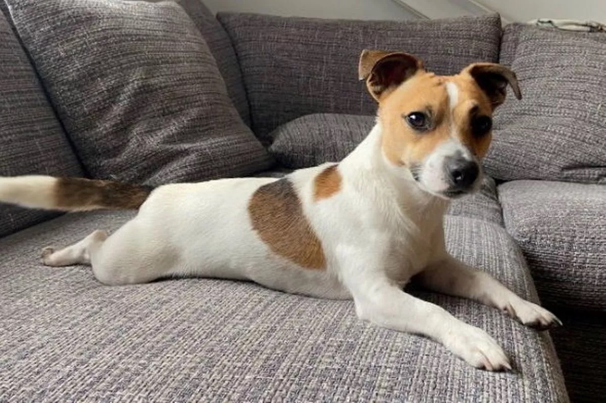 Elpusztult a kutya, miután egy vipera arcon harapta