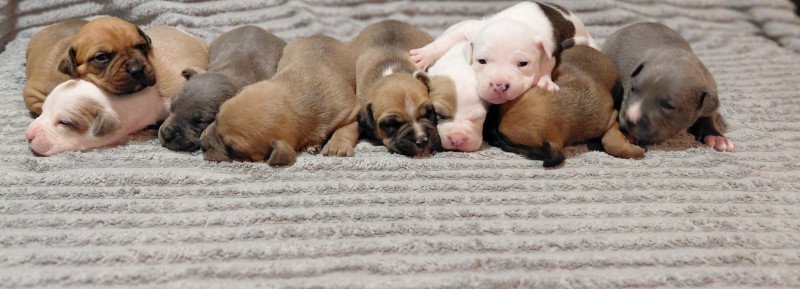 Amerikai staffordshire terrier