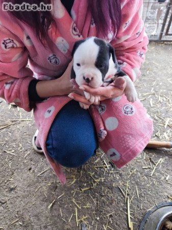 Amerikai Staffordshire terrier kiskutyák