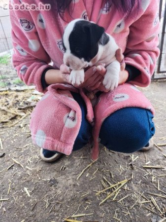 Amerikai Staffordshire terrier kiskutyák