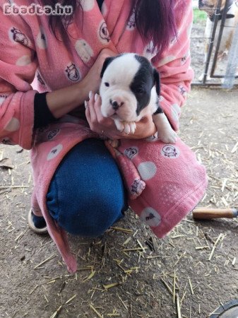 Amerikai Staffordshire terrier kiskutyák