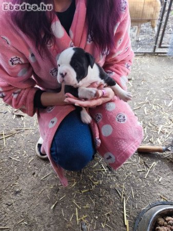 Amerikai Staffordshire terrier kiskutyák