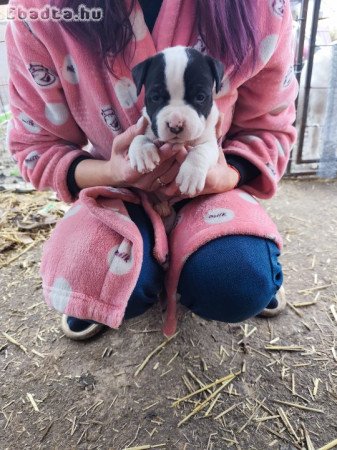 Amerikai Staffordshire terrier kiskutyák