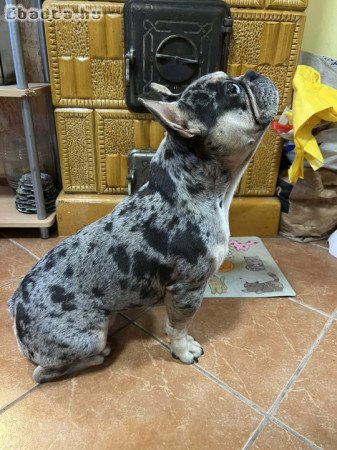 Francia bulldog kölyök