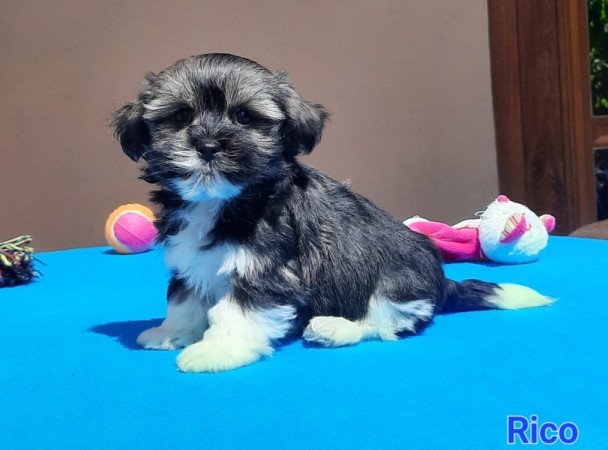 Bichon Havanese