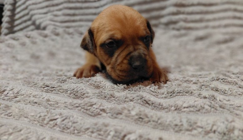 Amerikai staffordshire terrier