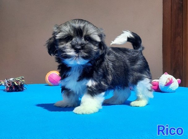 Bichon Havanese