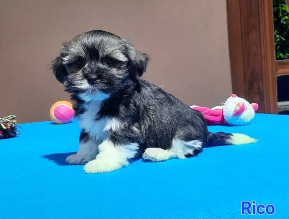 Bichon Havanese