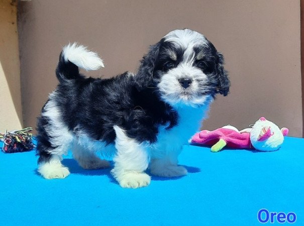 Bichon Havanese