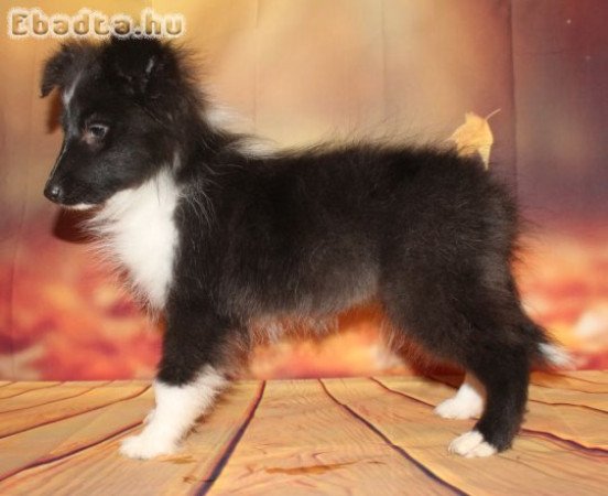 Sheltie (Shetlandi juhász) szuka eladó