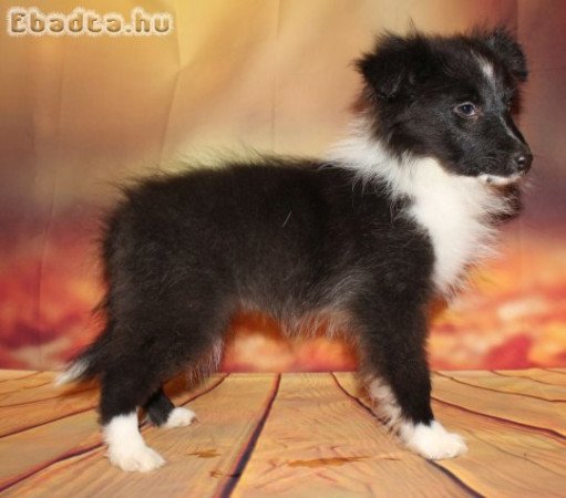 Sheltie (Shetlandi juhász) szuka eladó