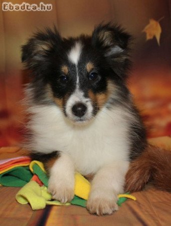 Sheltie (Shetlandi juhász) kan kiskutya eladó