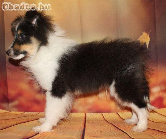 Sheltie (Shetlandi juhász) kan kiskutya eladó