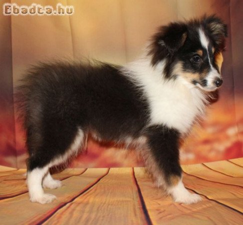 Sheltie (Shetlandi juhász) kan kiskutya eladó