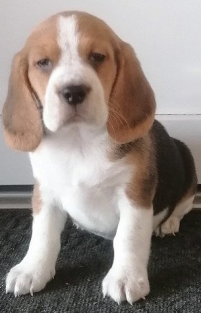 Beagle