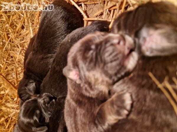 Tibeti Masztiff kiskutya eladó