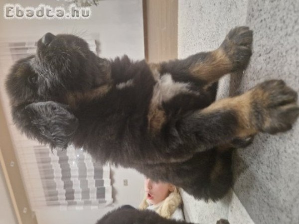 Tibeti Masztiff kiskutya eladó