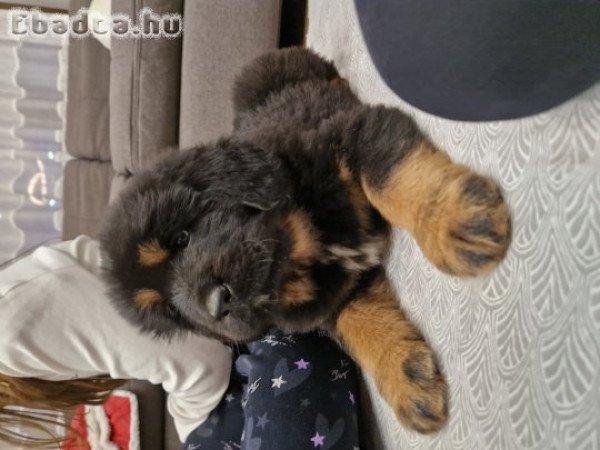 Tibeti Masztiff kiskutya eladó