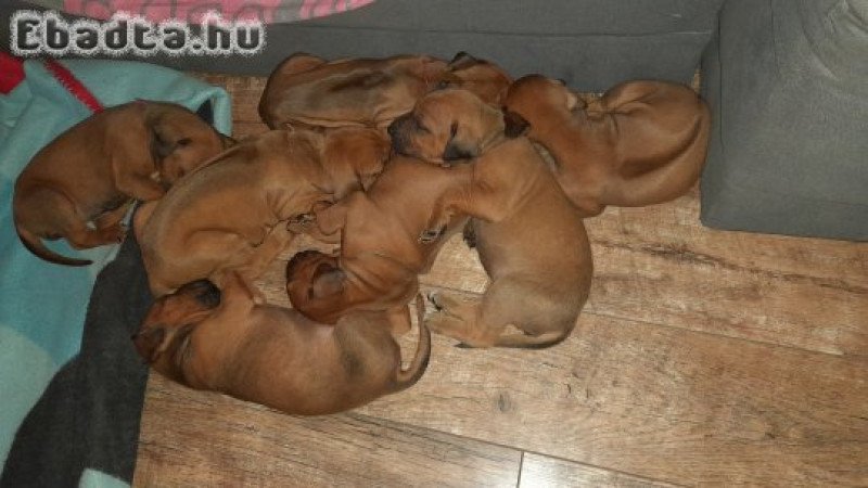 Rodéziai Ridgeback (afrikai oroszlánkutya) kölykök