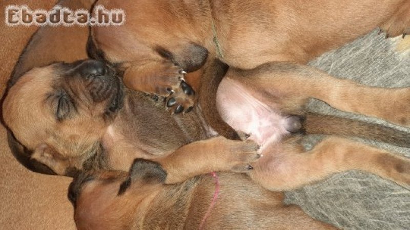 Rodéziai Ridgeback (afrikai oroszlánkutya) kölykök