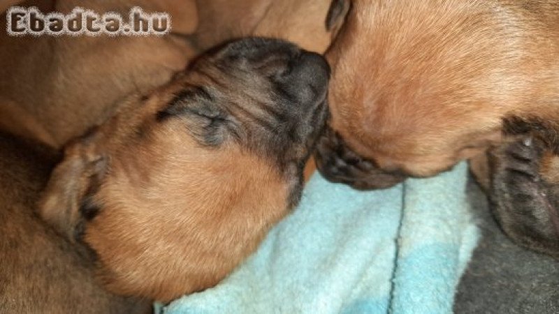 Rodéziai Ridgeback (afrikai oroszlánkutya) kölykök