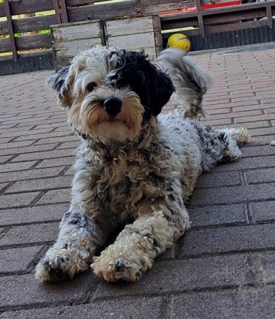 Bichon Havanese