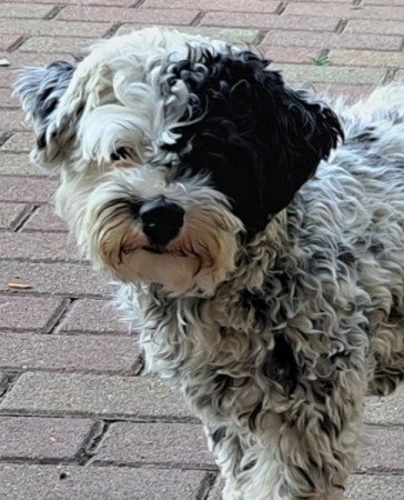 Bichon Havanese