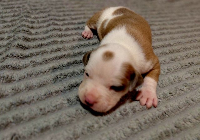 Amerikai staffordshire terrier