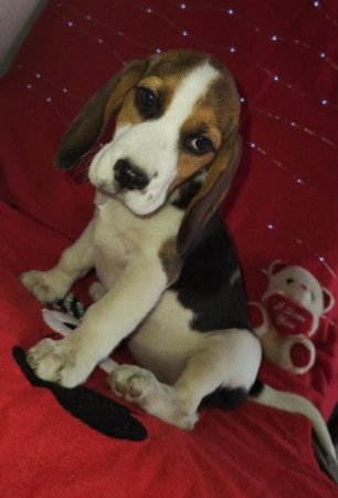Beagle