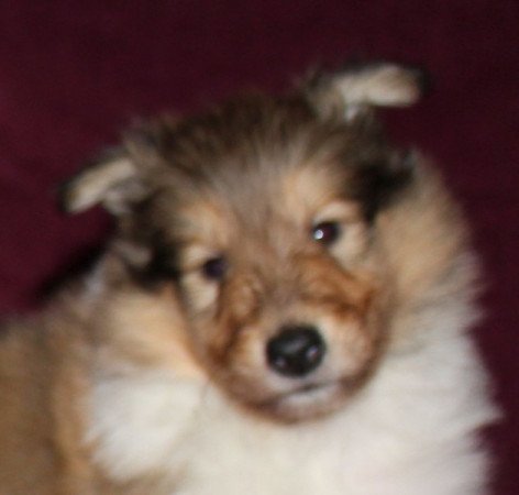 Skót juhász (Collie rough)