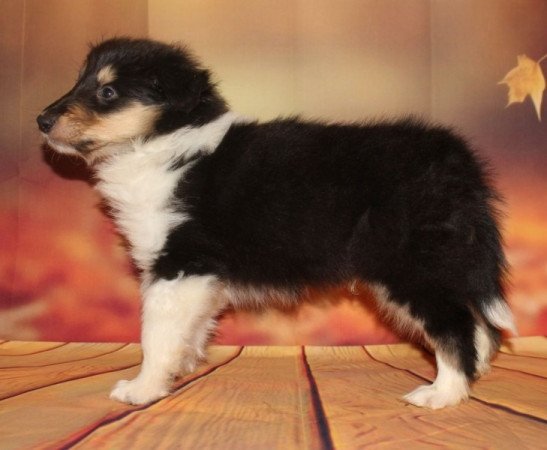 Skót juhász (Collie rough)