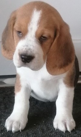 Beagle