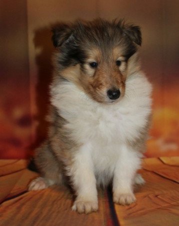 Skót juhász (Collie rough)