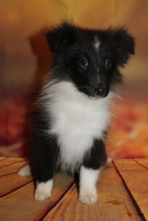 Sheltie (Shetland sheepdog)