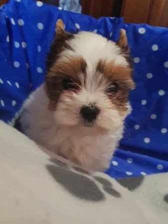 Biever yorki yorkshire