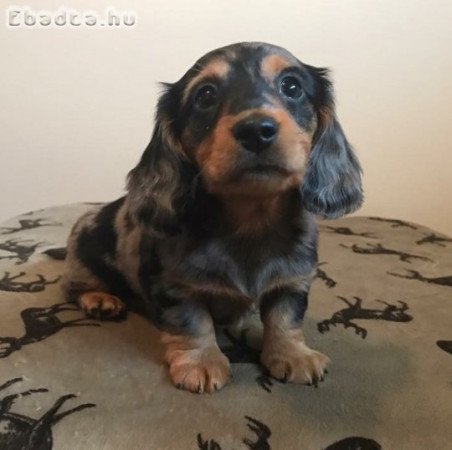 Registerd Dachshund puppies for good homes