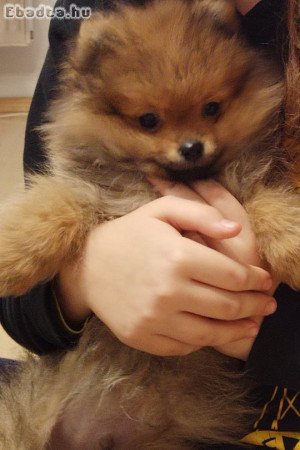 10 hetes törpe spicc fiú